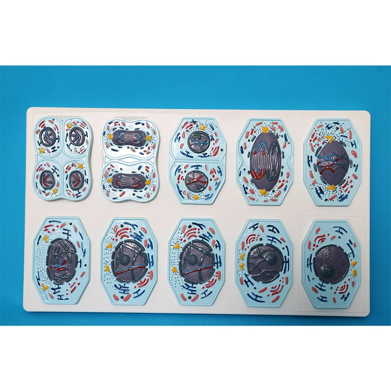 Biological teaching instruments - Animal cell models