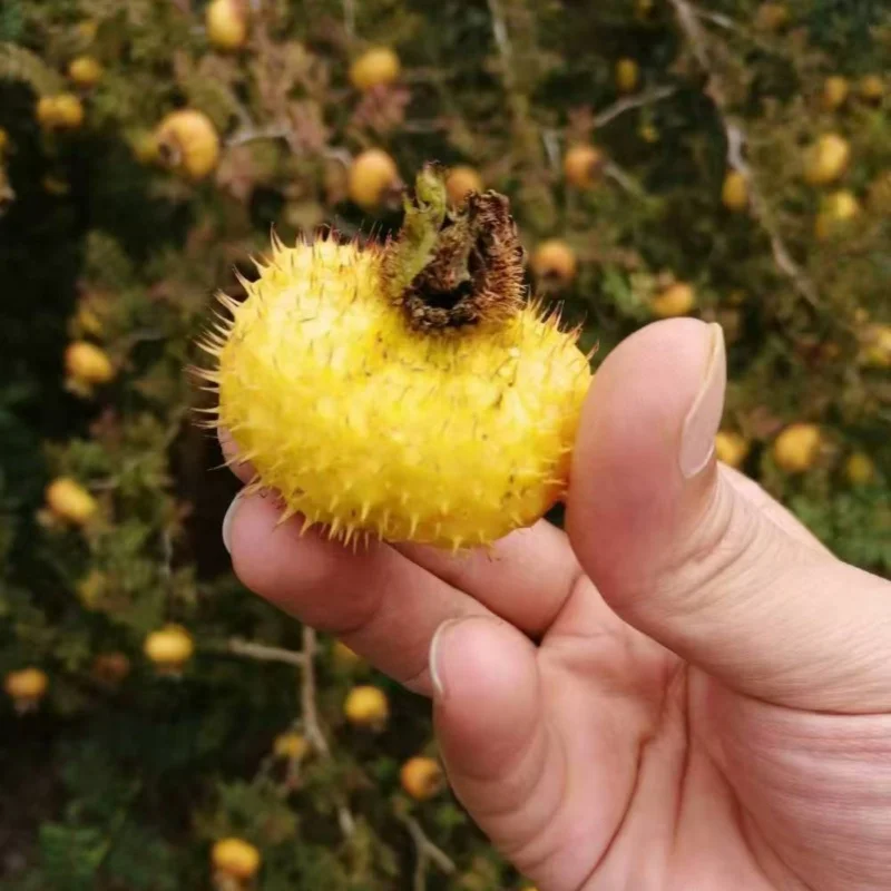 TP 50g rosa roxburghii  fd natural crispy freeze dried fruits by cooling supplier snack halal high quality private label