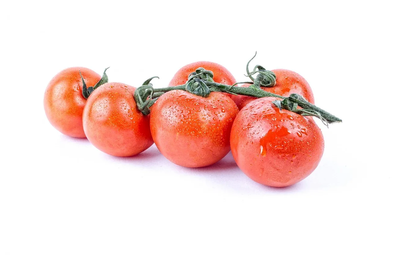 Greece HOT sell Fresh Tomato sweet  Natural red  Best quality wholesale export fresh tomato