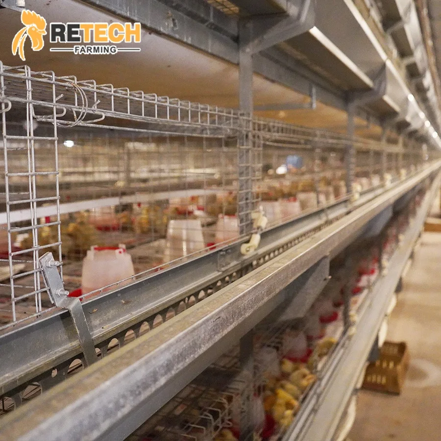 Modern Design Automatic Day Old Layer Chicks Cages System