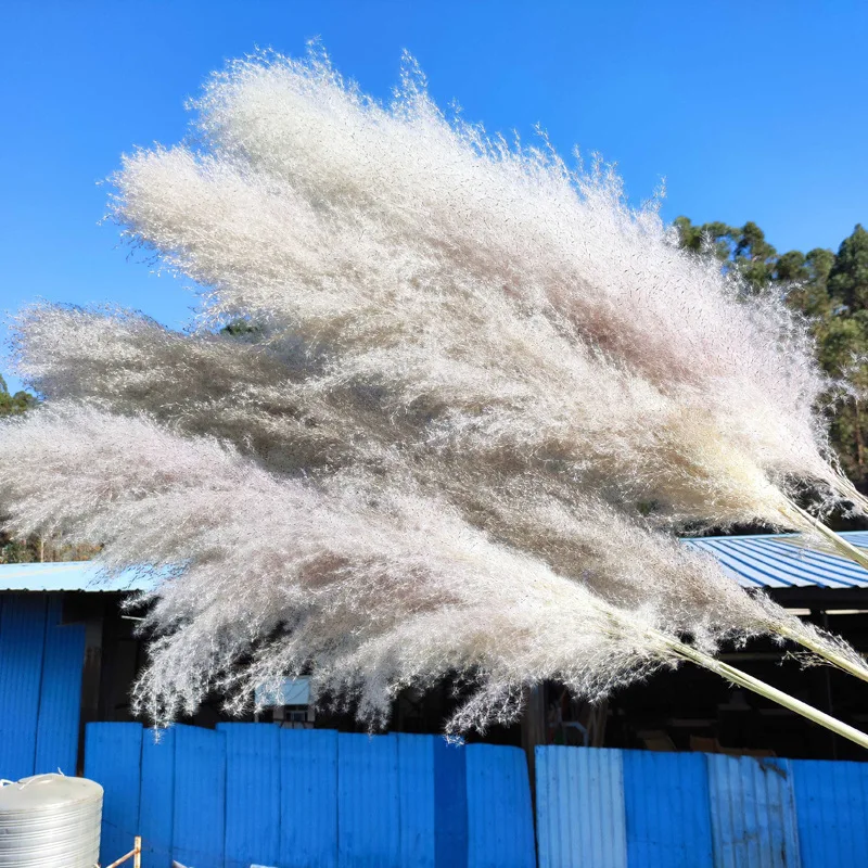 UO new arrivals natural artificial flowers large pampas gray pampas grass dried flower plume size 60cm decorative flowers