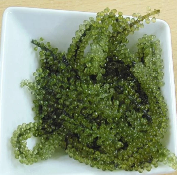 
100% Fresh Organic Sea Grapes Wholesale 