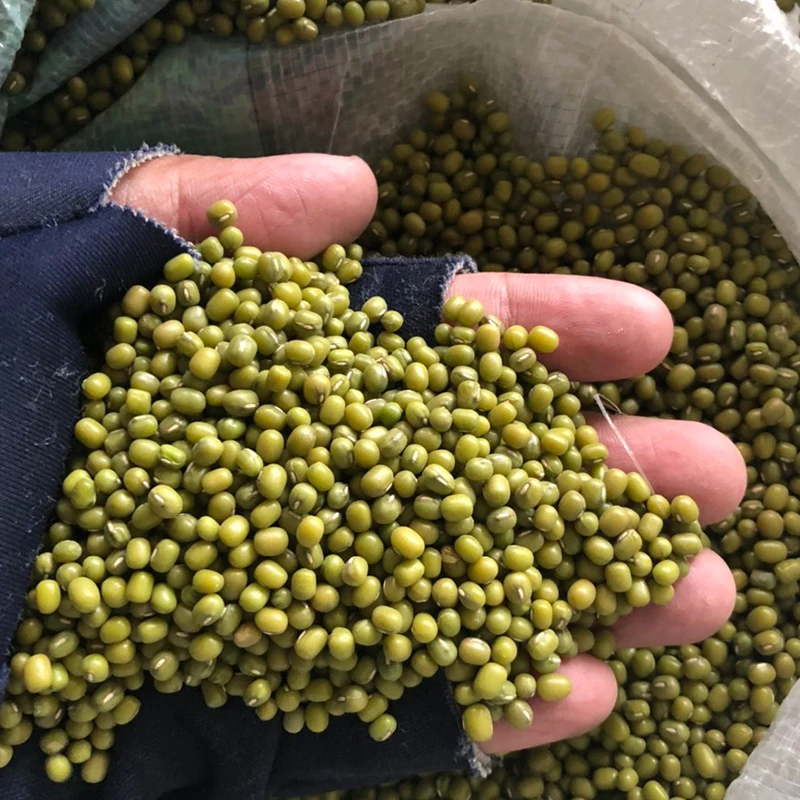 2 6-3 6 мм Sprouting Grade Green Mung Bean для вьетнамского рынка