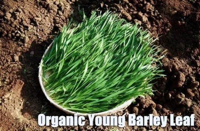 Wholesale organic Japanese plant extract premium super green barley juice and superfood powder