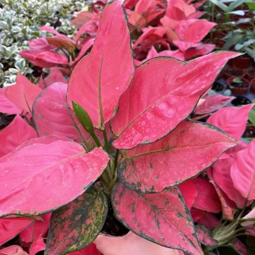 Красный Aglaonema Sukson