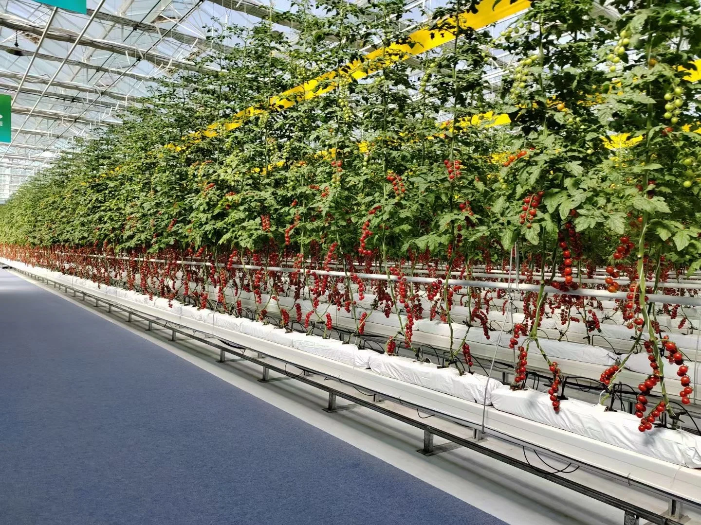 Greenhouse Agricultural Commercial NFT lettuce cultivation Hydroponics System for Film Green House