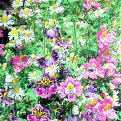 
Hot sale sun-loving colorful Schizanthus pinnatus butterfly flower seeds 