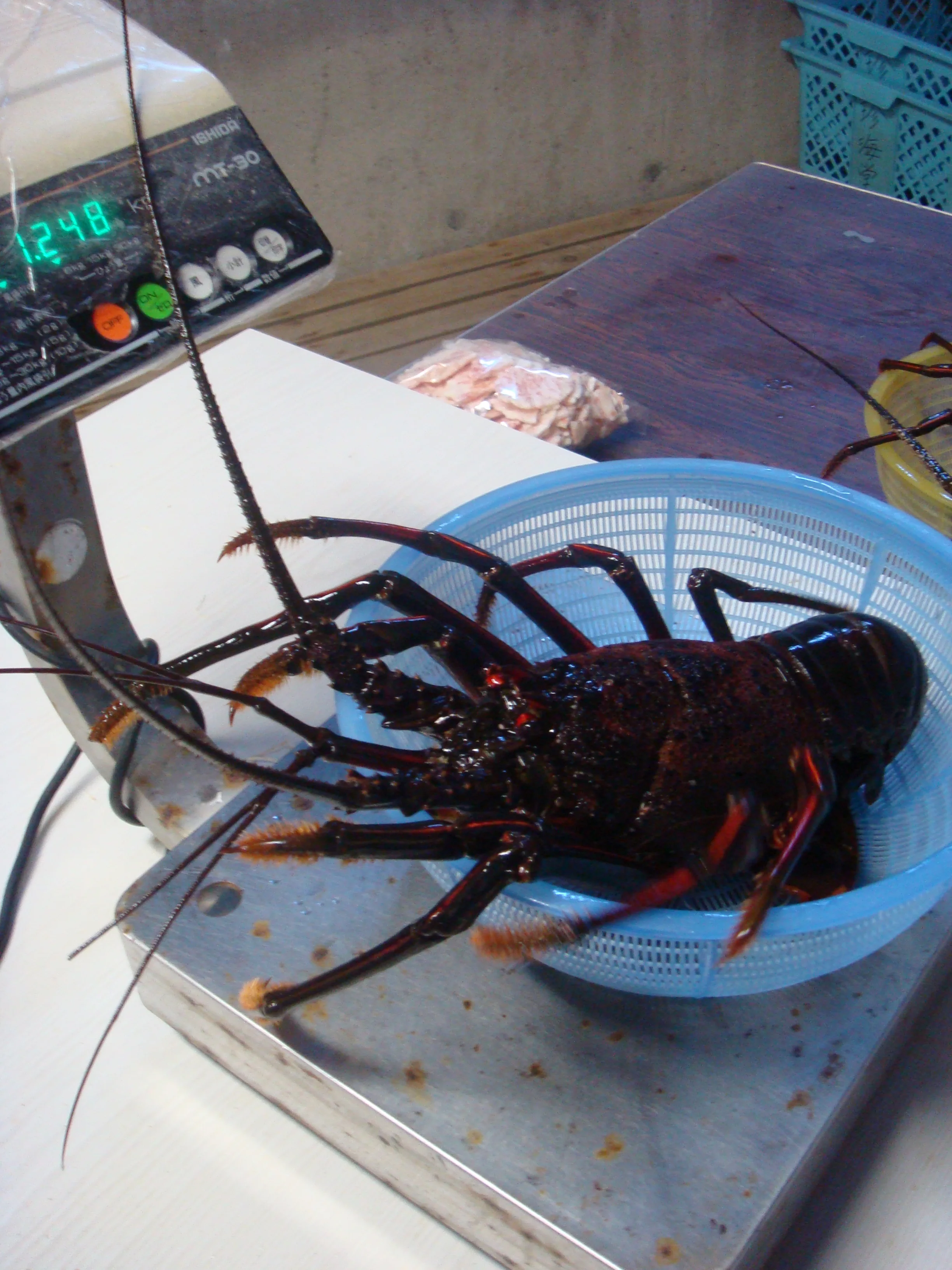 
Japanese mie prefecture safe and secure seafood meat frozen lobster 
