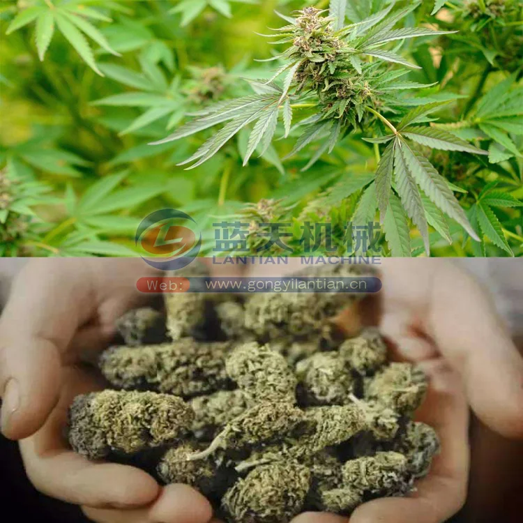 
USA customers interested mesh belt type continuous hemp drying equipment 