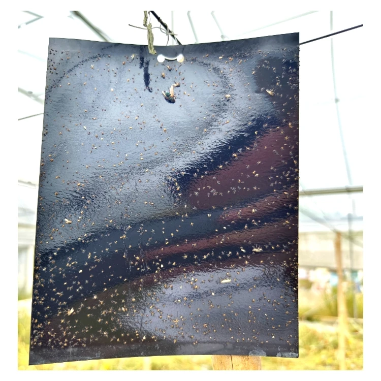 Agricultural Greenhouses Black Sticky Trap Pest Insects Killer Control Outdoor Black Sticky Trap Glue Board Insect Catcher