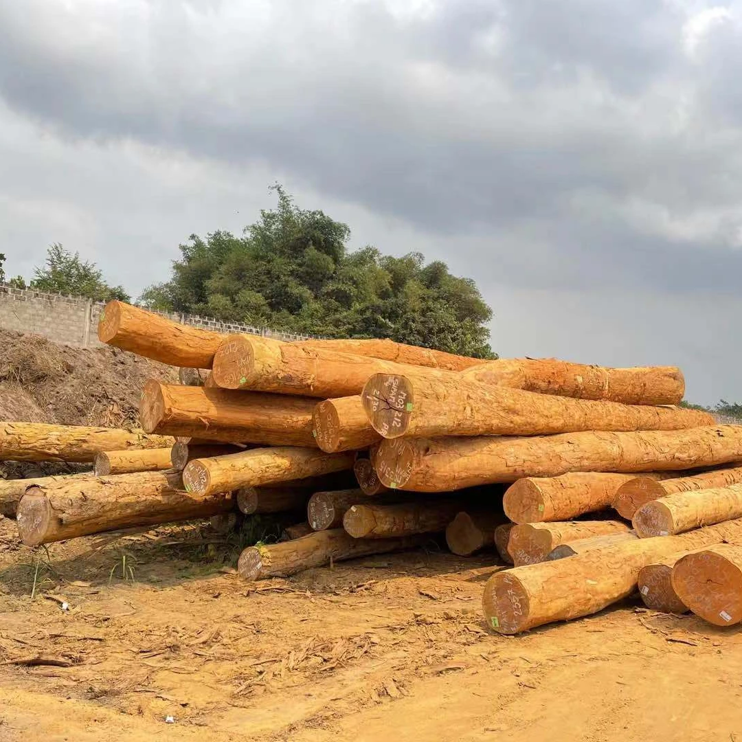 Paorose Round Logs from Congo African Wood with Good Price Sales for Furniture Decoration Wooden Floor