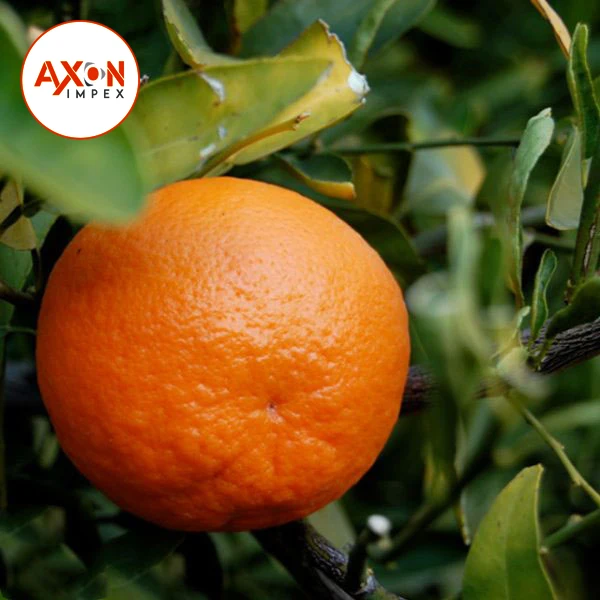 
New Year 2020 Special Offer - Mandarin Kinnow Citrus 