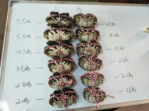 Live Fresh Water Crab export to Dubai, Hongkong,Siingapore, Korea and Japan.