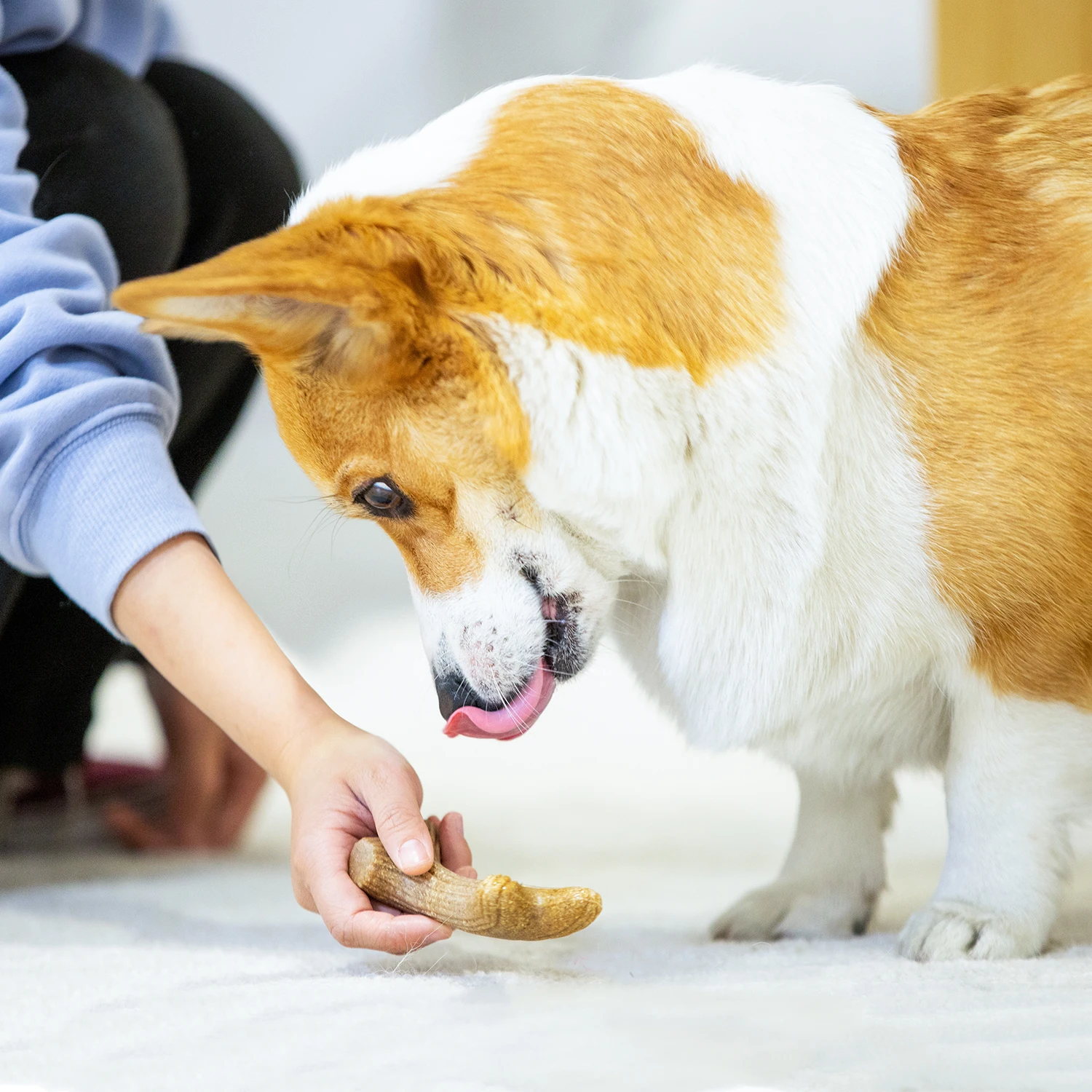  Агрессивная жевательная игрушка для чистки зубов Gigwi hunde