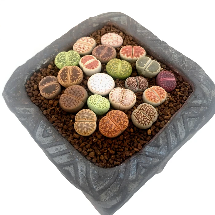 Оптовая продажа 2020, дешевое Высококачественное натуральное мини-растение lithops, суккуленты для комнатных растений с горшком