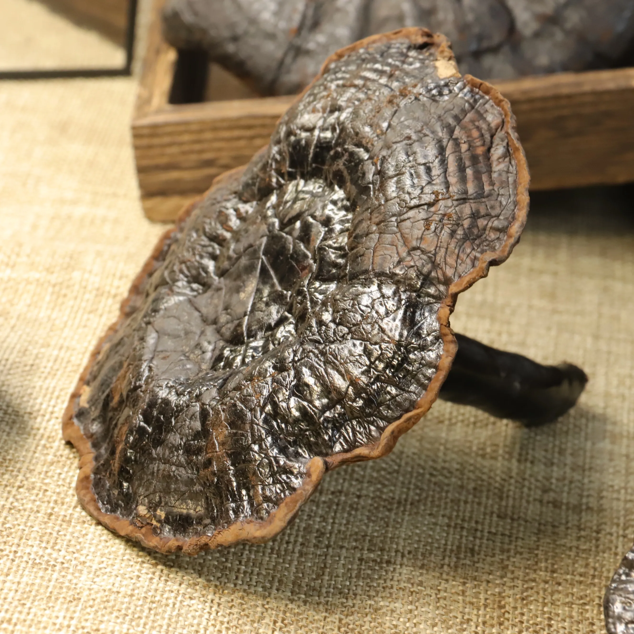 Premium Bulk Pure Black Ganoderma lucidum Organic Reishi Extract Reishi Mushroom Extract