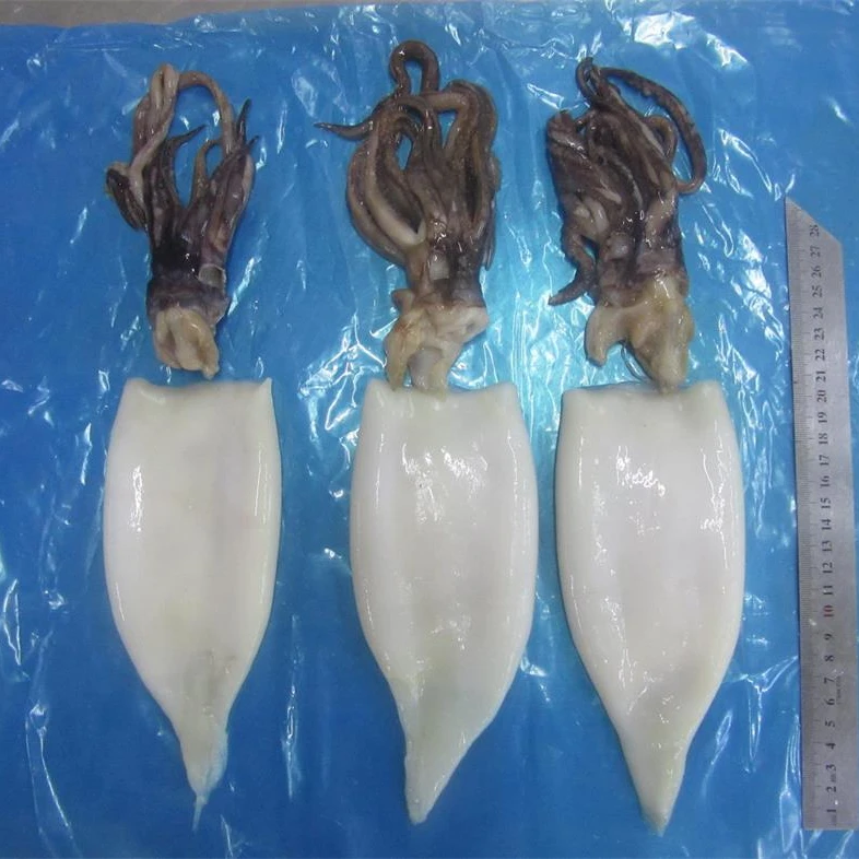 Customizable Factory Price For Sale 5 Kg Frozen Seafood Squid Seafood frozen gigas squid tube