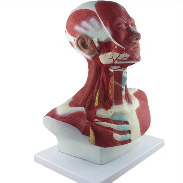 Модель человеческих мышц головы и шеи груди, анатомическая модель швов, модель человеческих мышц головы и лица для демонстрации медицинского обучения