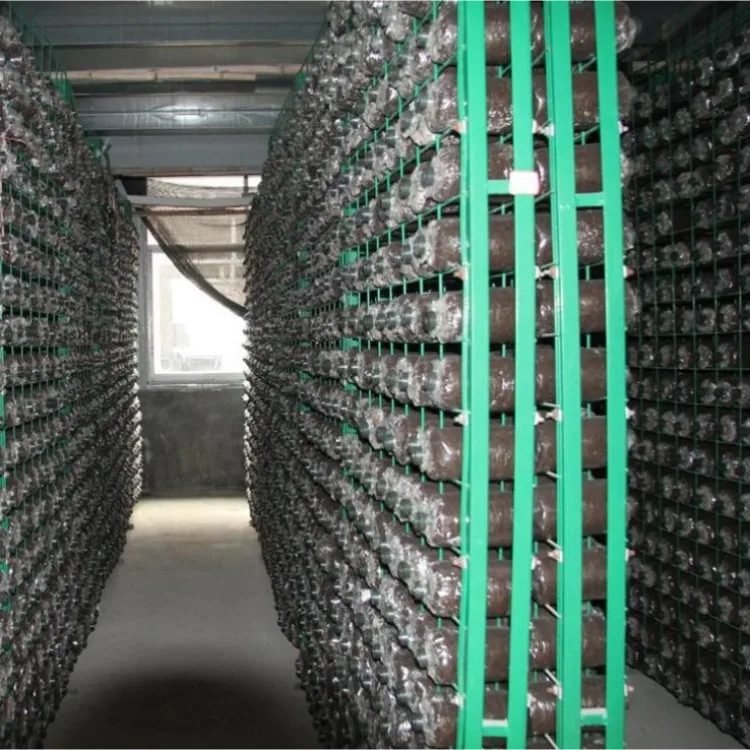 Turnkey Project Vertical Farming Container Greenhouse Supplies Mushroom Growing Shipping Container Farm