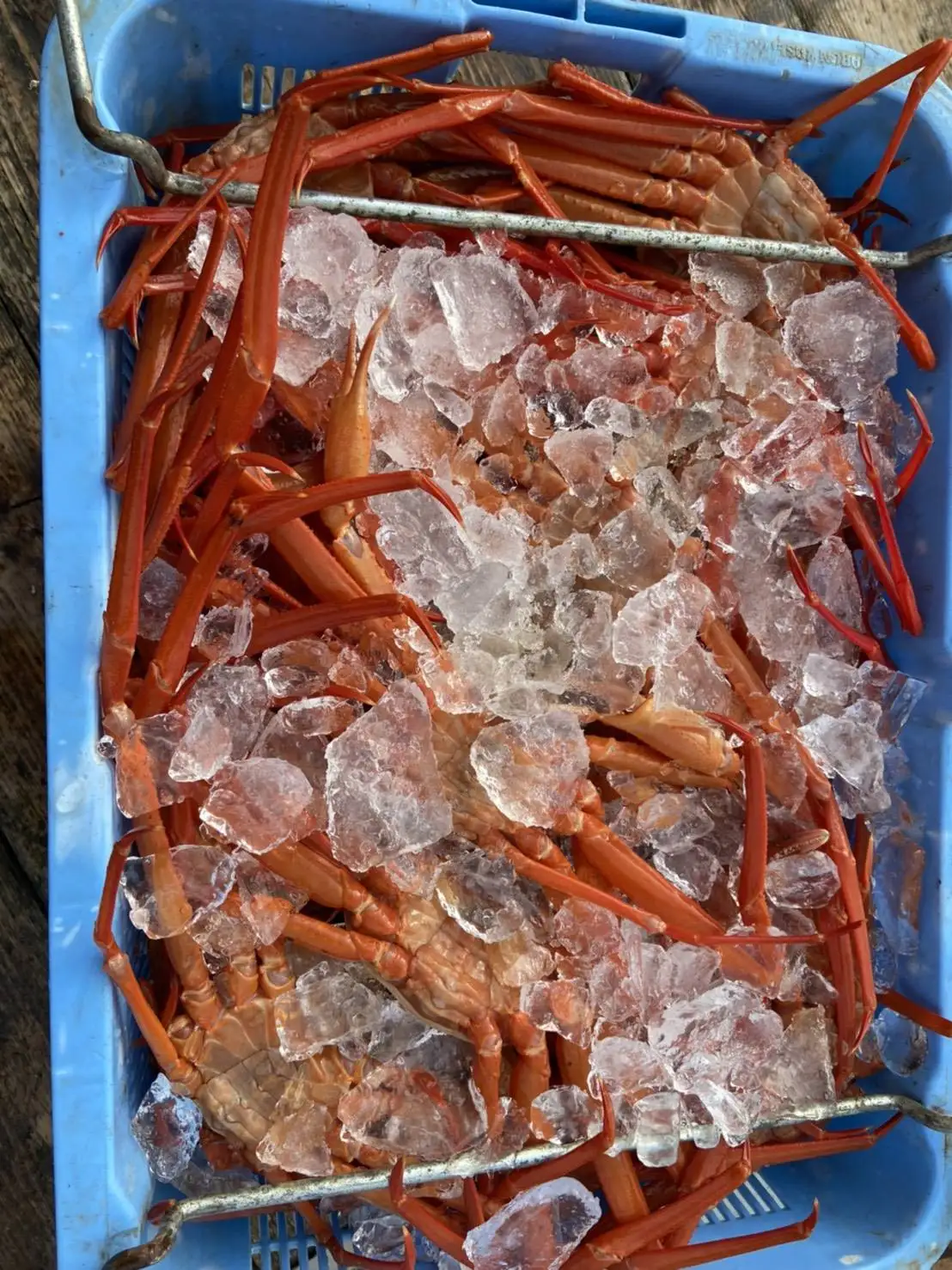  Замороженные или охлажденные красные морепродукты из