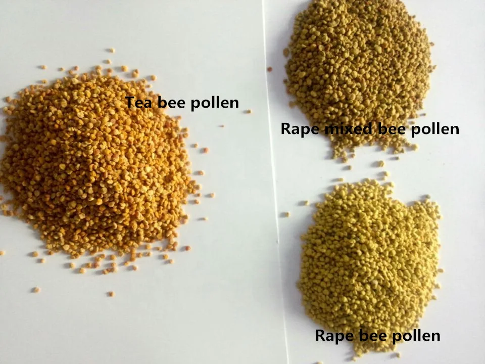 
Natural rape bee pollen for human food 