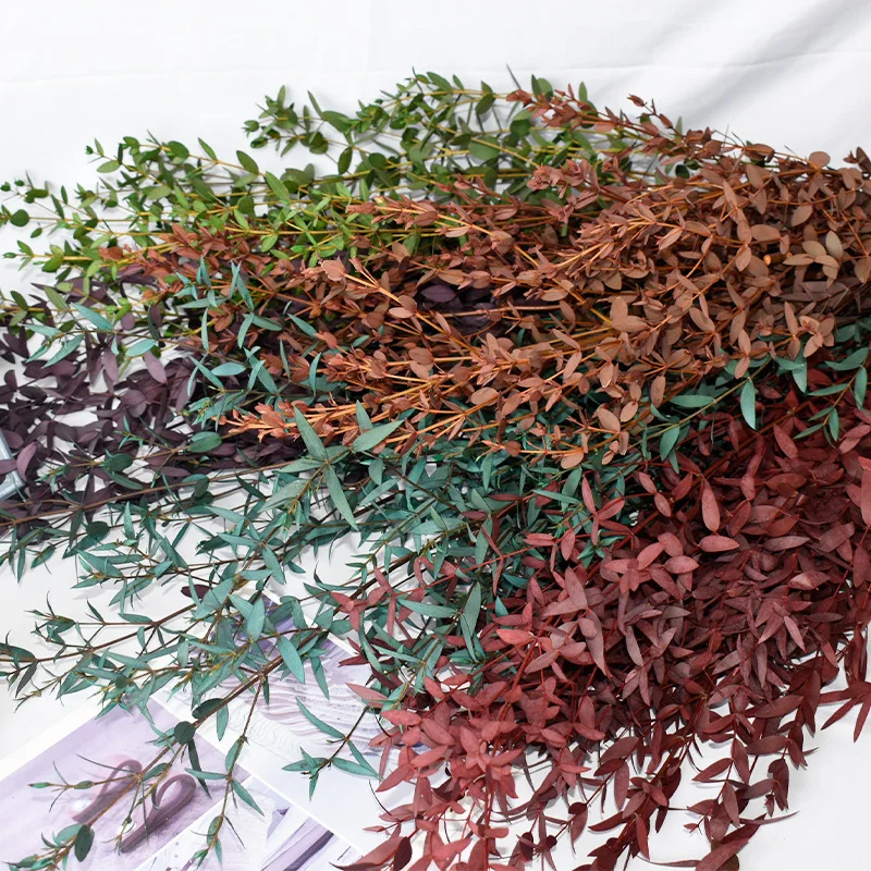 Real Eucalyptus plant house decorative vase filling branches wedding plant small leaves species Preserved Eucalyptus