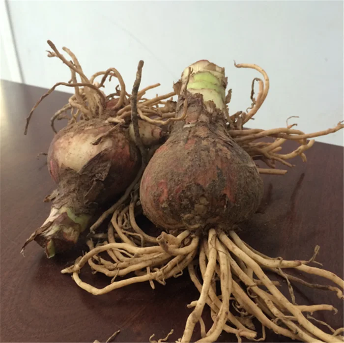 Zhu ding hong Best price bulk dried flower seeds amaryllis seeds bulbs