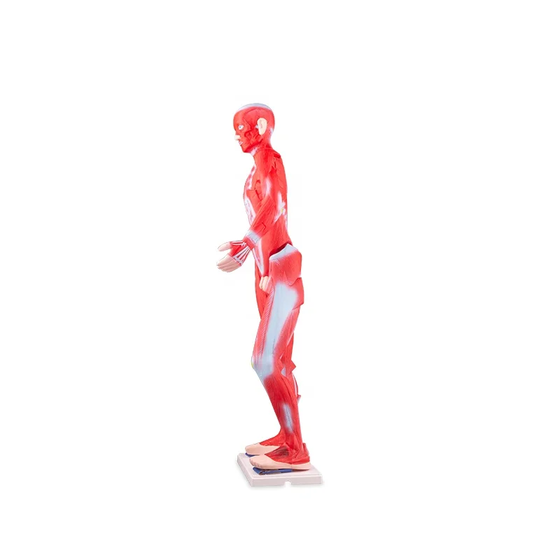 pvc 85cm body anatomy human muscle model