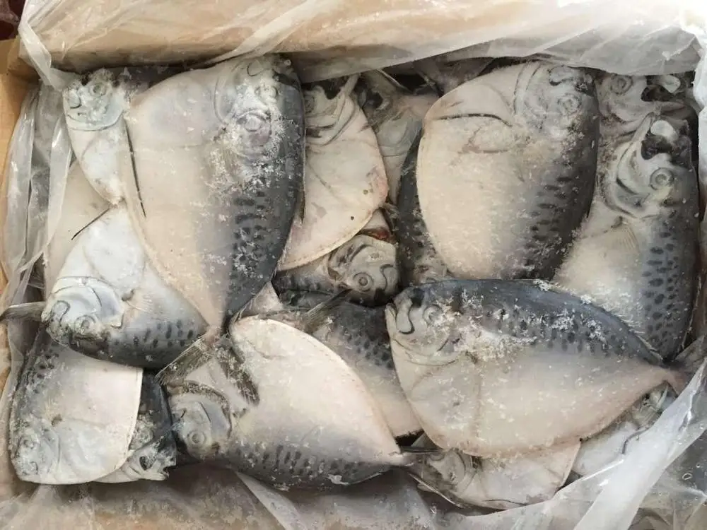 Frozen moonfish small size mene maculata fish