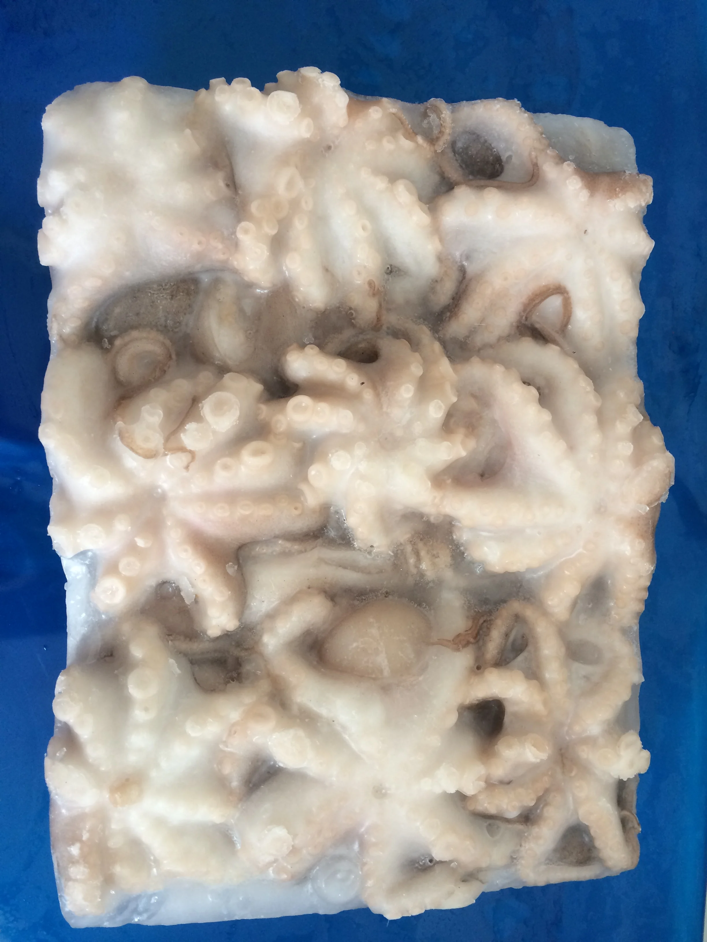 frozen baby octopus