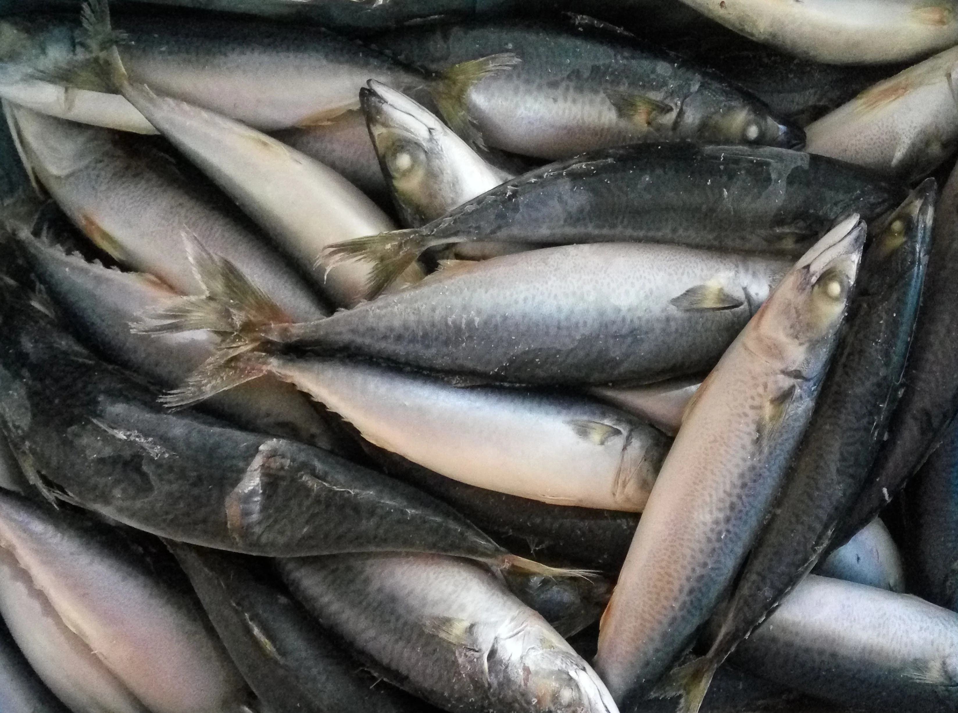  Замороженные морепродукты Тихоокеанская скумбрия HGT