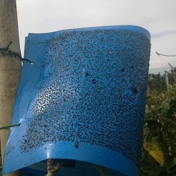
Effective western flower thrips control feromon lure 
