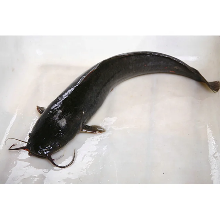 Guangzhoou Black Bullhead Chinese Farm Frozen Live Catfish WholeSale Price For African markets