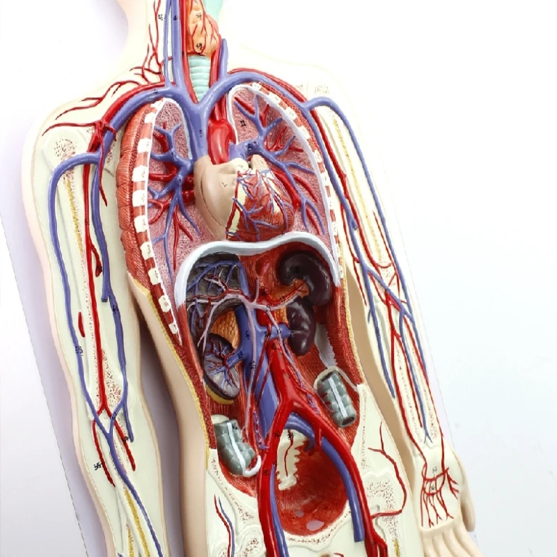 human blood circulation system model Internal organs heart organs vascular anatomy model hospital school teaching aids