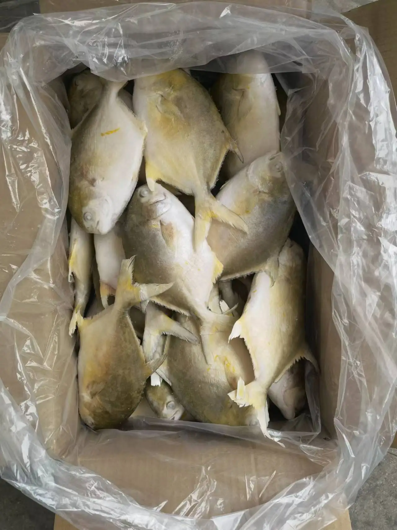 Golden Pomfret factory direct supply