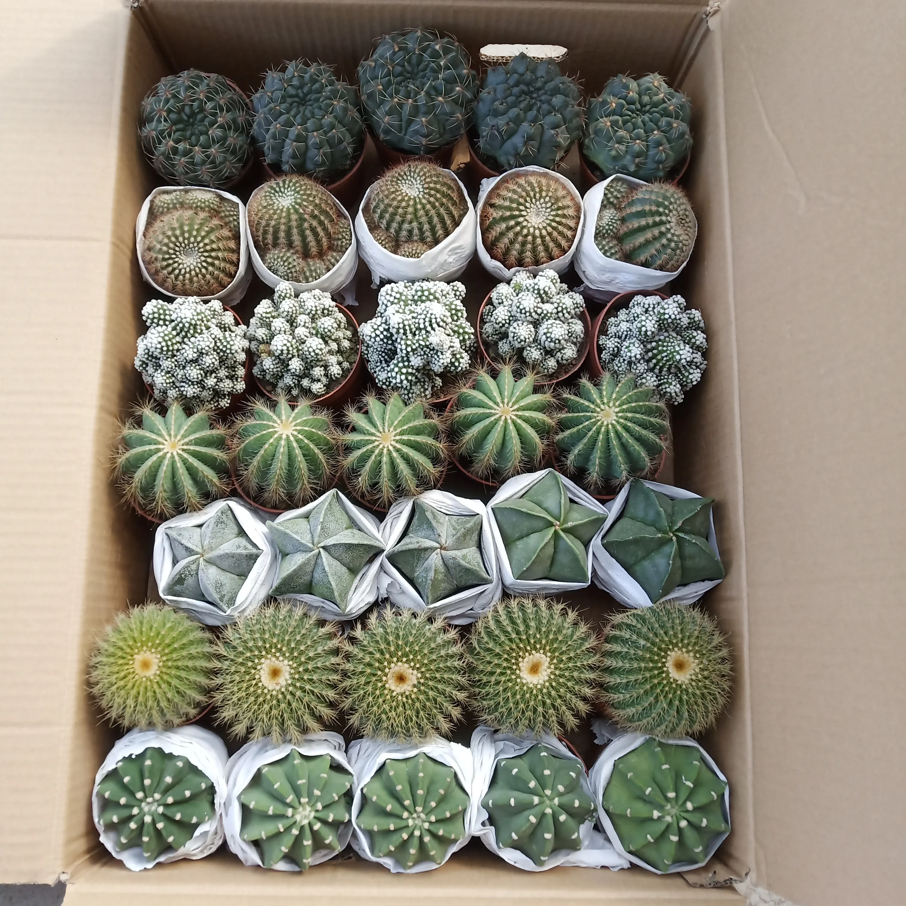 
High quality wholesale cactus natural cactus indoor plant mixed cactus 35 pcs 
