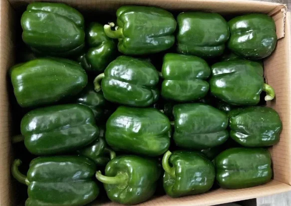 
China Fresh Green PepperWith Lower Price 