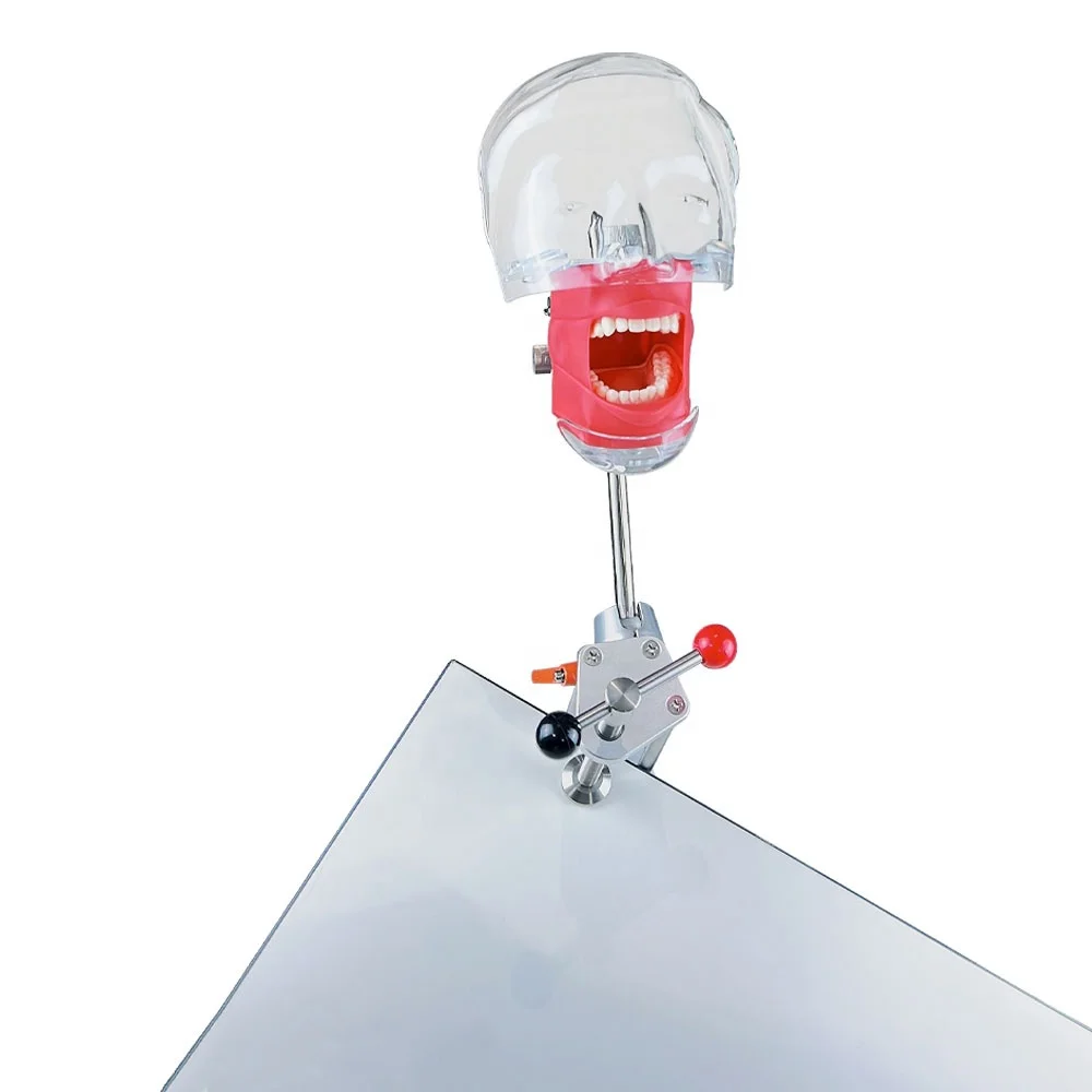 Dental model simulation practice simulator, detachable dental teaching simulator , prepared dental practice simulator