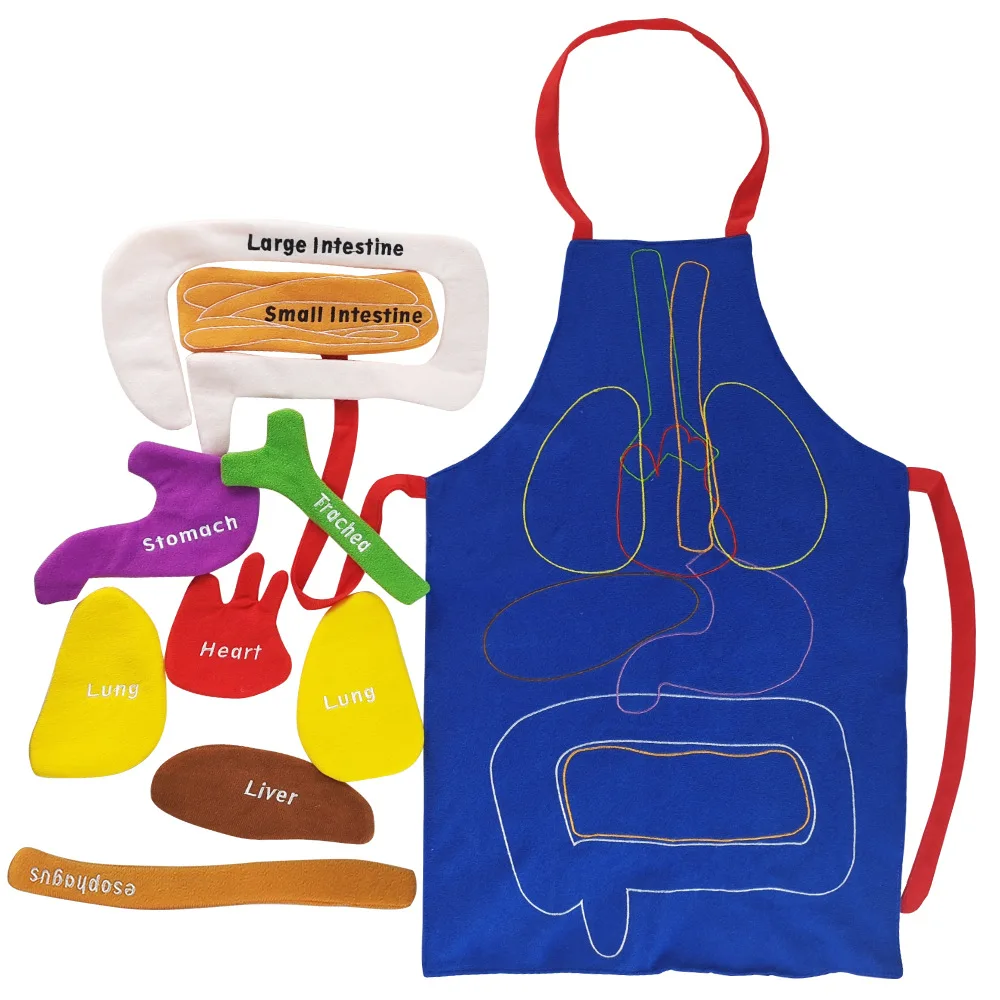 New Human Organs Apron Popular Body Model For Kids Transparent Apron For Kindergarten Kids Children Physiological Education Toy