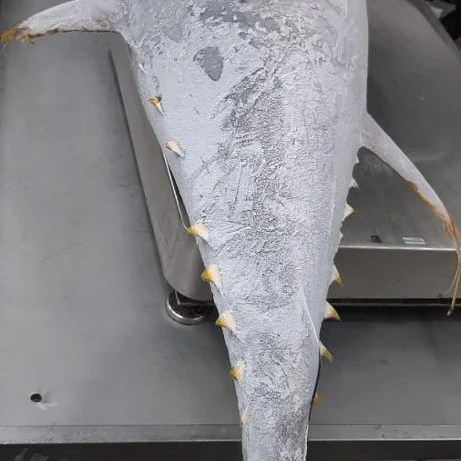 
YELLOW FIN TUNA WHOLE GUTTED 