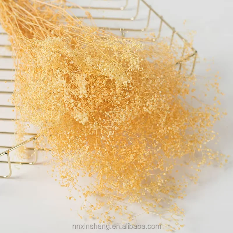 Babysbreath Bouquet Arrangement Gypsophila Phantasy Star Babysbreath Dry Million Stars Gypsophila Preserved Million Star