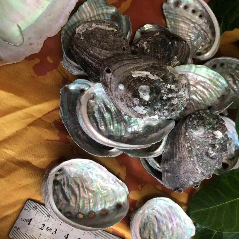 
8-9CM Hot Selling Raw Abalone Shell Natural shell DIY home decoration Handicraft decoration abalone shell 