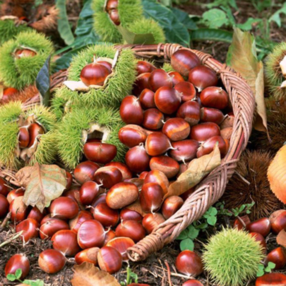 2023 New Crop Top Quality Fresh Chinese Chestnut with Bright Color