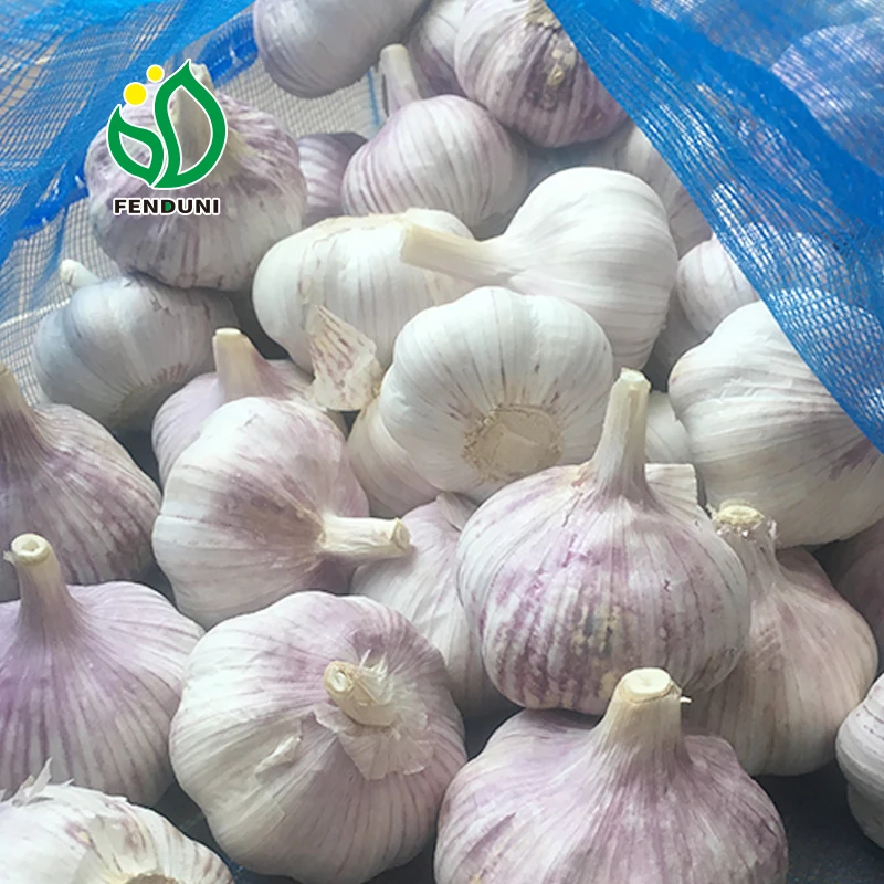 Big size 5.5-6.5cm Chinese fresh garlic wholesale white garlic garlic exporter