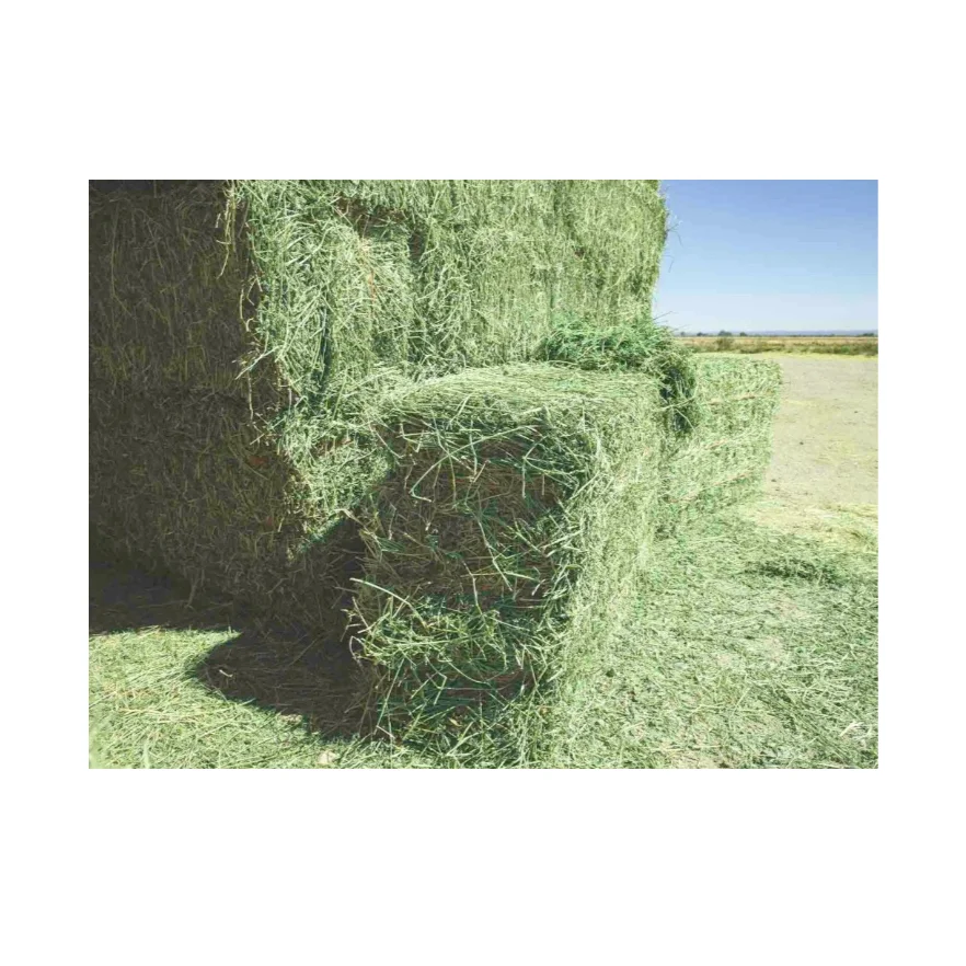 Factory Price Hot Selling High Grade Natural Alfalfa Hay Bales Farm Animal Feed for Cattle Horse Cow Chicken for Sale