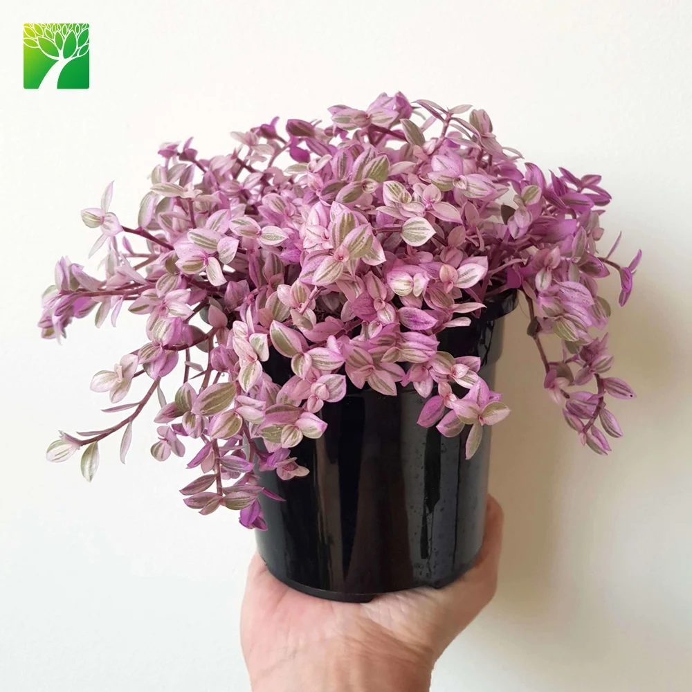 Новейшее украшение для дома Callisia repen розовая Женская подвесная корзина растение живые суккуленты