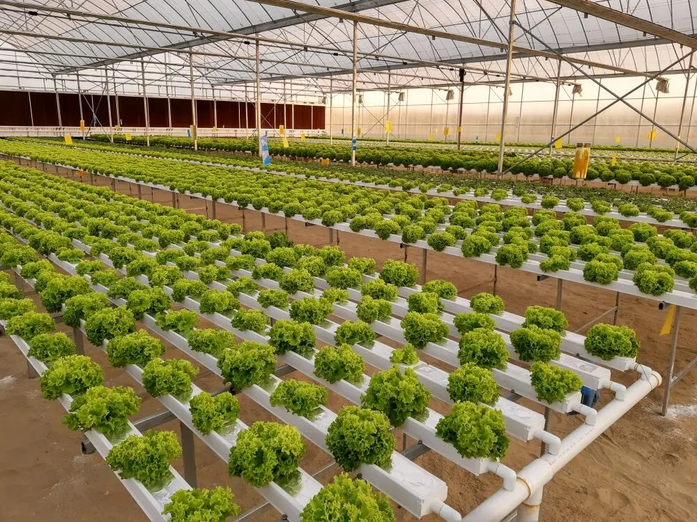 Новый дизайн 100x50 мм пластиковая труба NFT система роста гидропоника канал