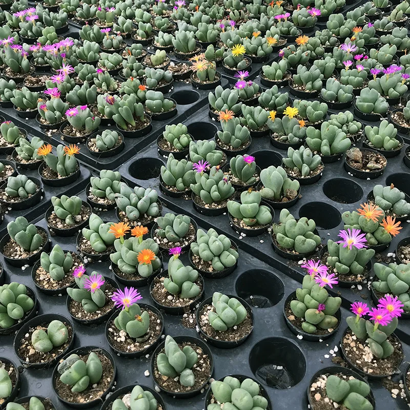 
Succulent plants Major general Mother plant Wholesale of indoor potted plants 