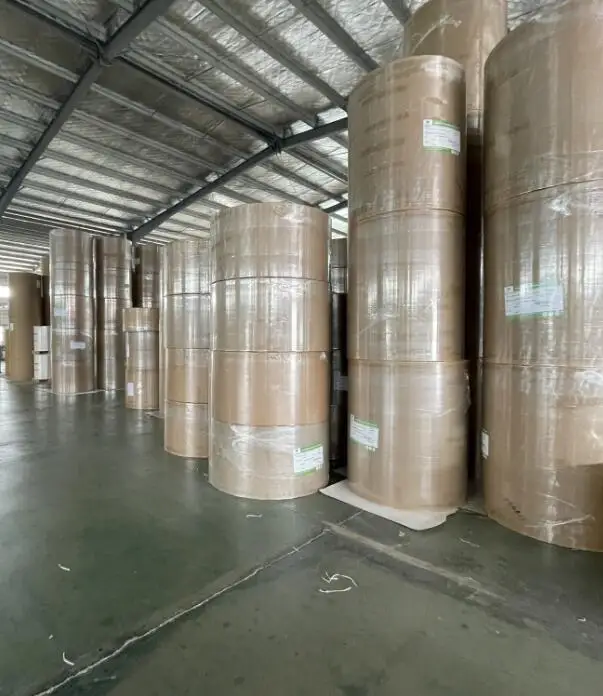 Paper Cup Fan without printing PE Coated Cup Paper in Fan/ Reel/ Sheet