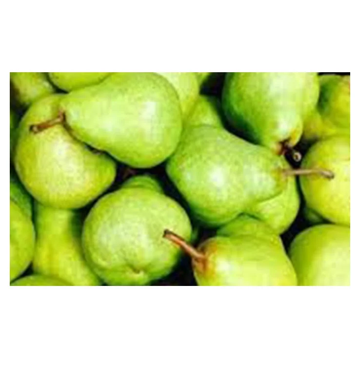  Южная Африка супер качество свежие PACKHAM TRIUMPH PEARS оптовая